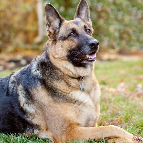 Jasondenman Jason Denman Github - Premium Nature Picture Gallery - Desktop