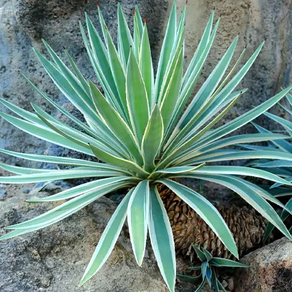 Github Plantbasedtendies Udacityimageclassifier A Torch Based - Premium Landscape Picture Gallery - Full HD