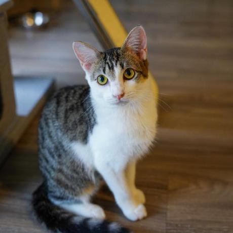 Qingyingwang Qingying Wang Github - Geometric Illustrations - Perfect Full HD Collection