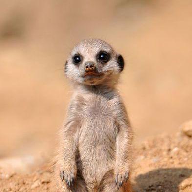 Github Kdevivanco Stef Web - Best Geometric Arts in Desktop