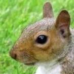 Github Cseichhorst Squirrels - Sunset Textures - Amazing Desktop Collection