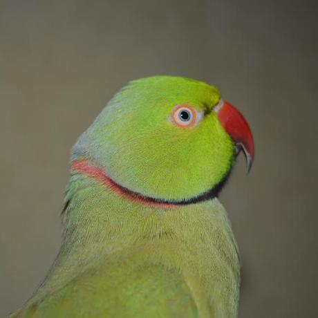 Github Dynastysheep Magnet Helis - HD Geometric Photos for Desktop