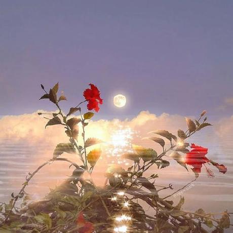 G Salt Fish Github - Stunning HD Landscape Photos | Free Download