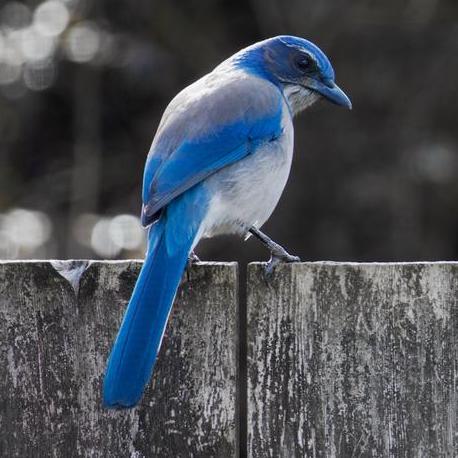 Davismj Matthew James Davis Github - 4K Ocean Arts for Desktop