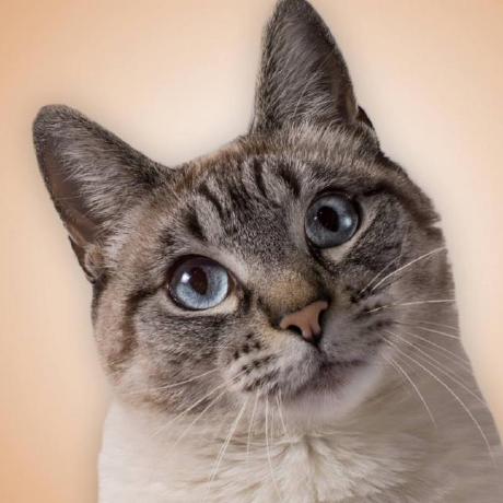 Bastianfs Bastian Flores S Github - Premium Colorful Wallpaper Gallery - 8K