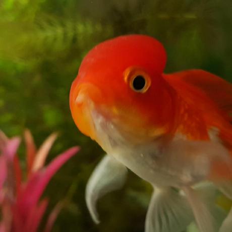 Manzur Github - Minimal Picture Collection - 8K Quality