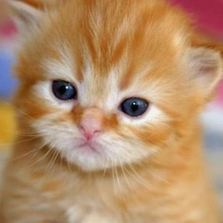 Kanak883 Kanak Bodkhe Github - 4K Gradient Illustrations for Desktop