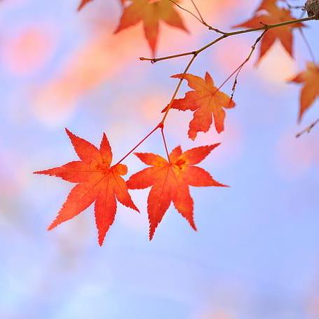 Github Git Akihakune Heartsync Discord Anonymous Chat Bot For Discord - Classic 4K Mountain Pictures | Free Download