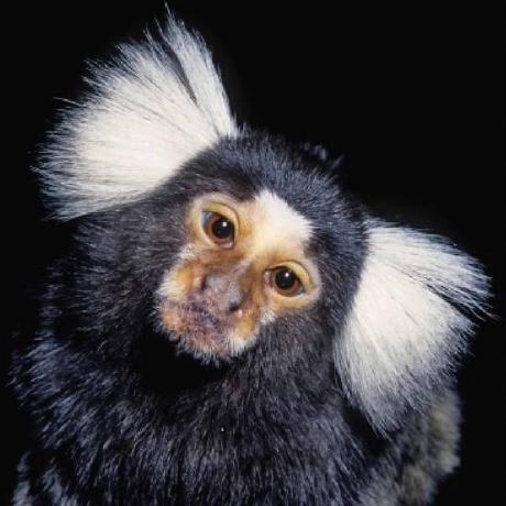 Omerlab Github - Classic Desktop Light Images | Free Download