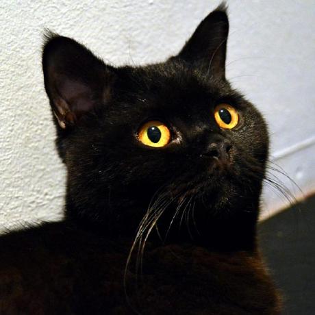 Github Futurice Ios Good Practices Good Ideas For Ios Development - Creative High Resolution Light Images | Free Download