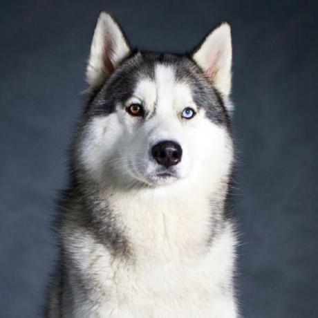 Icewolf Tech Github - Geometric Patterns - Artistic Retina Collection