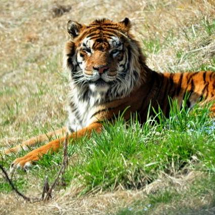 Shrimpfield Ebihara Seiichiro Github - Premium 4K Light Backgrounds | Free Download