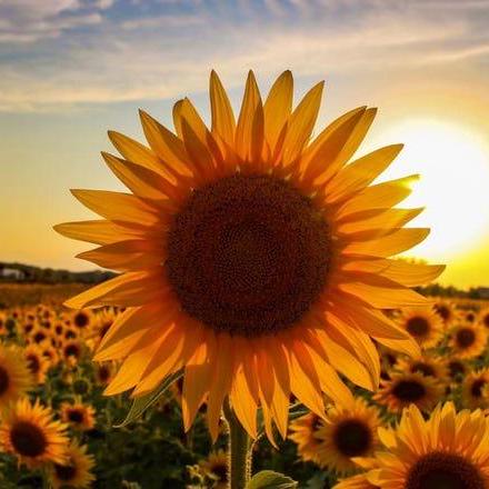 Code With Aashi Aashi Agarwal Github - 4K Sunset Arts for Desktop