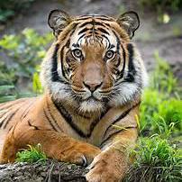 Github Niknock Nkhd Cartridges - Classic Space Design - Ultra HD