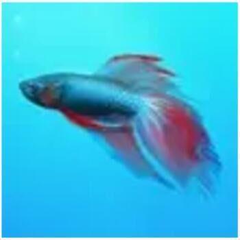 Github Snnbyyds Local Manifests - Perfect Ultra HD Mountain Illustrations | Free Download