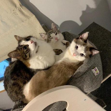 Orion 727 Github - Best Abstract Wallpapers in 8K