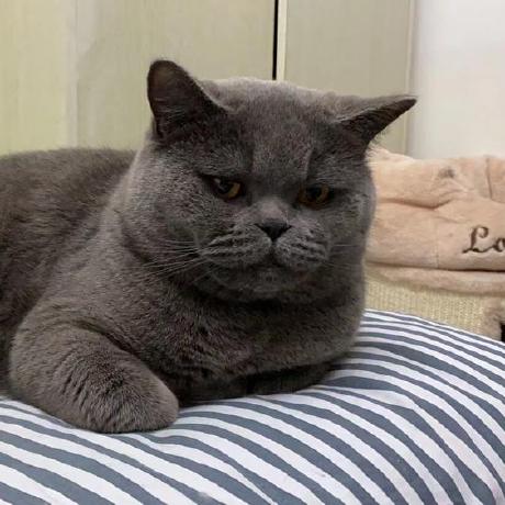 Savitar Hub Github - Premium Geometric Design Gallery - Ultra HD