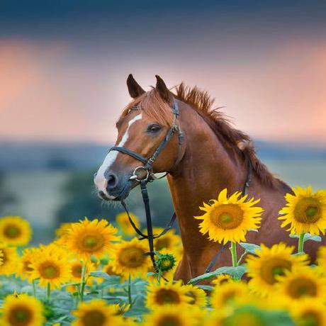 Nst 02 Github - Best Light Arts in Ultra HD