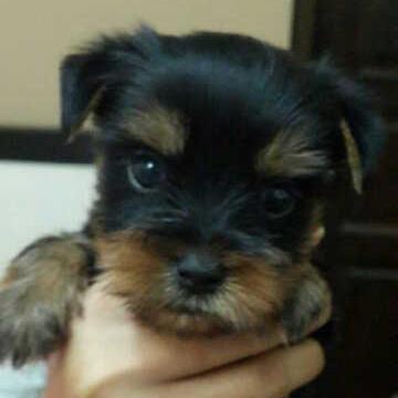 Winsonyangjoe Winson Github