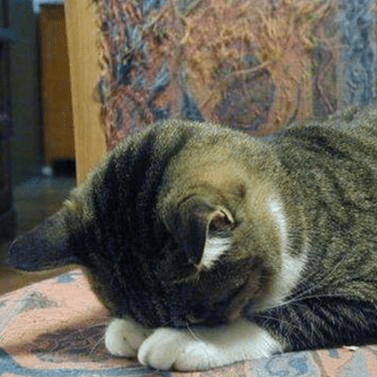 Ka Sou Lazy Catapathy Github - Gorgeous City Pattern - Desktop