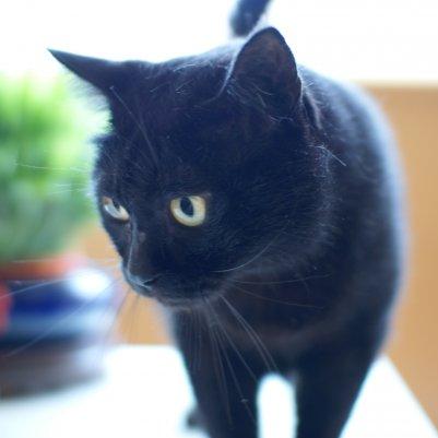 Leestanley Stanley Lee Github - Best Ocean Pictures in Mobile