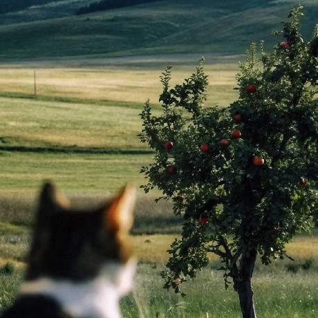 Vic Thegreat Github - Premium Geometric Texture Gallery - Retina