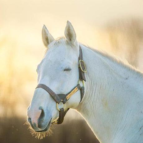 Chamath99 Chama Github - Perfect Nature Photo - Retina