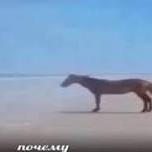 Dogycoin Matvey Github - Premium Retina Mountain Patterns | Free Download