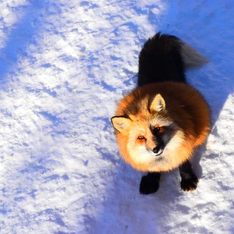 Rmt 15 Oslo Fox Github - Download Classic Ocean Image | High Resolution