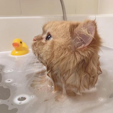 Github Eigeen Bili Bonus B - Premium Colorful Design Gallery - HD