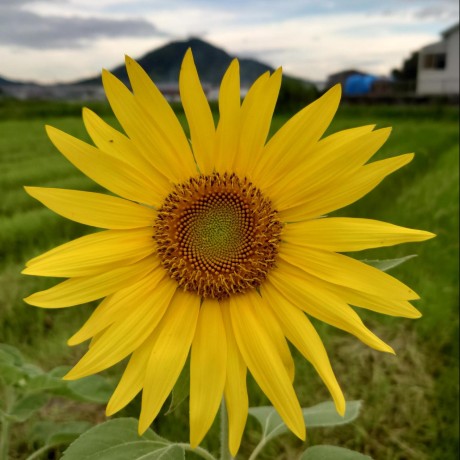 Yoods Github - Landscape Picture Collection - HD Quality