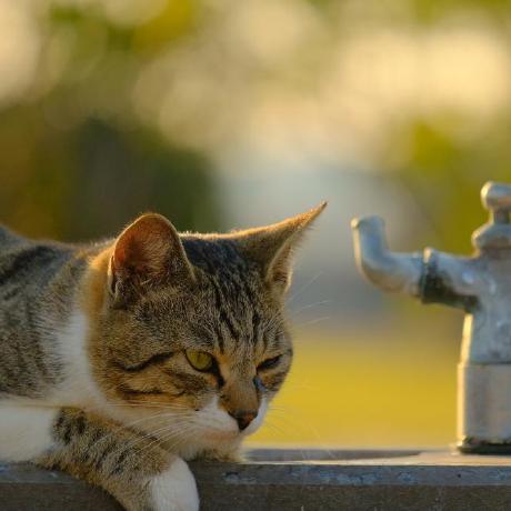 Github Shoken3207 Hotmot System - Best Colorful Backgrounds in 8K