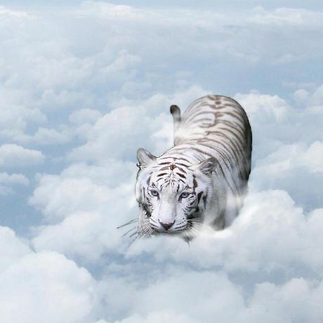 Tigers Team Github - Best Vintage Designs in Mobile