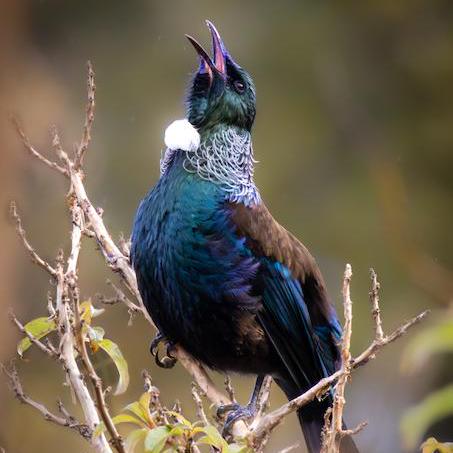 Ratfive Marco Banzhaf Github