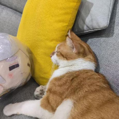 Husky8976 Husky Poste Github - Premium Space Picture Gallery - Ultra HD