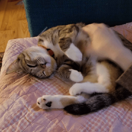 Jasminedevv Jasmine Webb Github - Light Texture Collection - 4K Quality