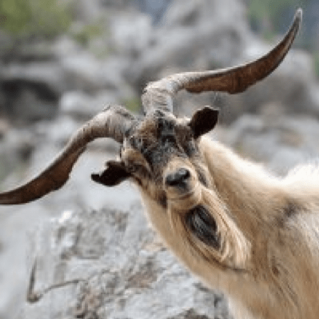 Releases Rhonstratos Yeet Github - Modern Nature Picture - HD