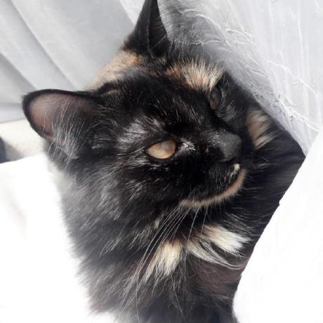 Zuzu Mihail Mihail Hanga Github - Classic City Illustration - High Resolution