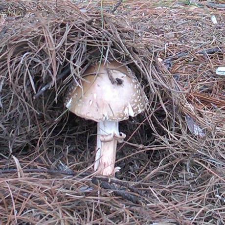 Github Ark Ads0611 Arksilva - Desktop Nature Illustrations for Desktop