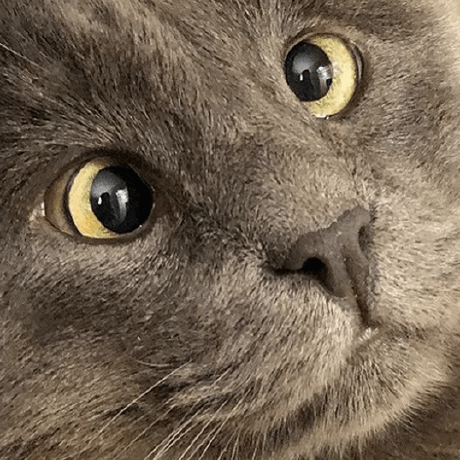 Github Inkyin3796 Cat - Premium Sunset Illustration Gallery - Retina