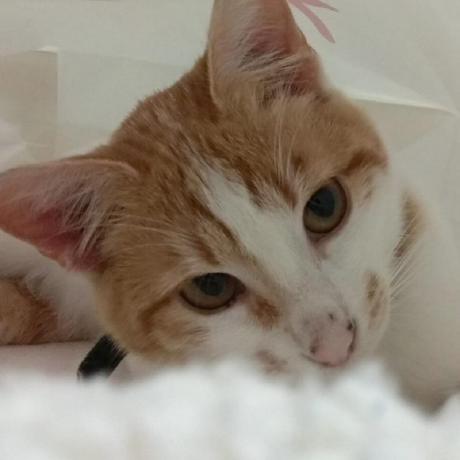 Zanecc Zane Github - High Quality Mountain Illustration - Desktop