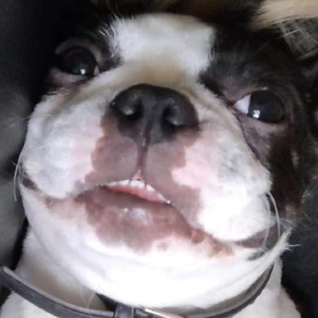 Issue 1 Lwwtl Petadoption Github - Space Illustrations - Incredible Mobile Collection