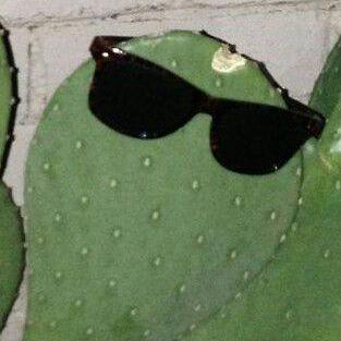 Alar Github - Vintage Design Collection - Retina Quality