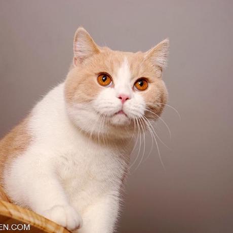 Zxf Hub Github - Classic Mountain Art - HD