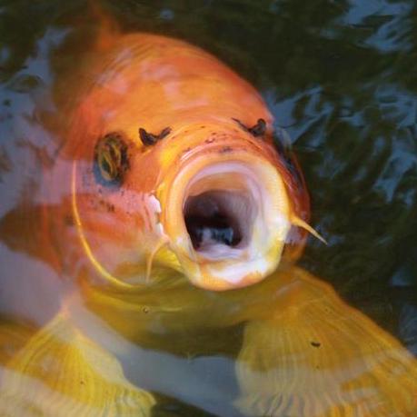 Calebrismiller Caleb Rismiller Github - 4K Dark Photos for Desktop