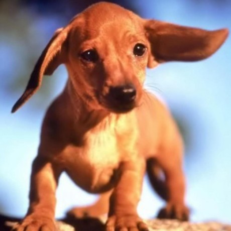 React Link Preview Examples Codesandbox - Amazing Nature Art - 8K