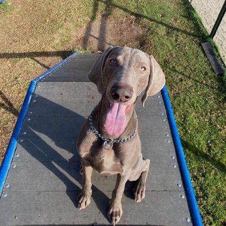 Agustinaraya Agust N Github - Vintage Textures - Professional Retina Collection