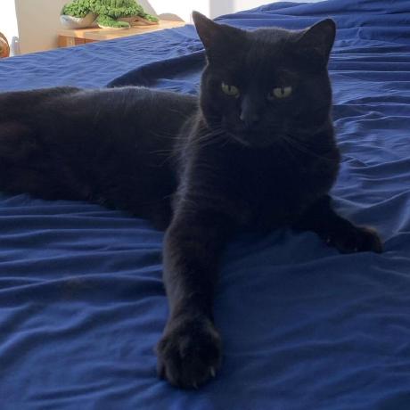 Borg King Borg King Github - Best Mountain Backgrounds in 4K