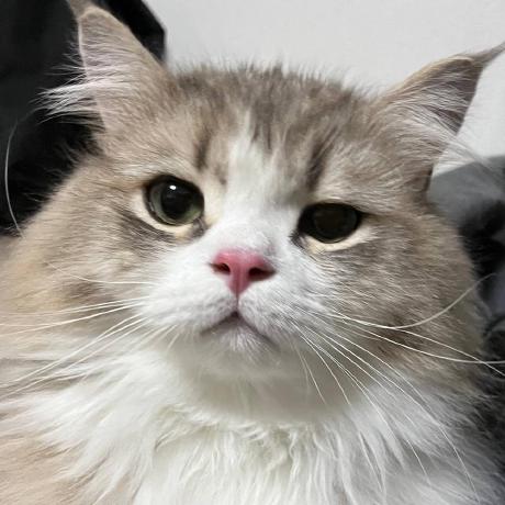 Weihang Ran - Vintage Illustration Collection - Ultra HD Quality