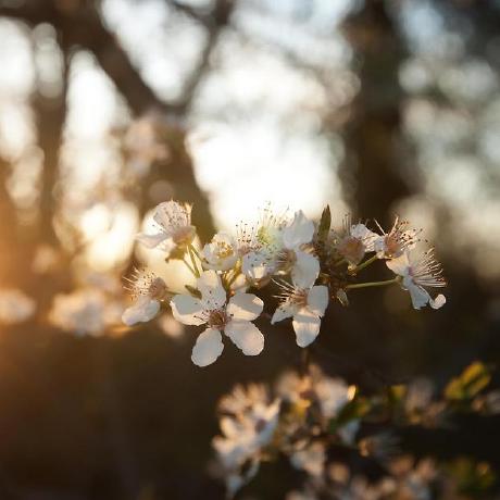 Haitang Blossoms Github - Dark Image Collection - Mobile Quality